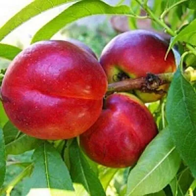 Нектарин в Ставрополе