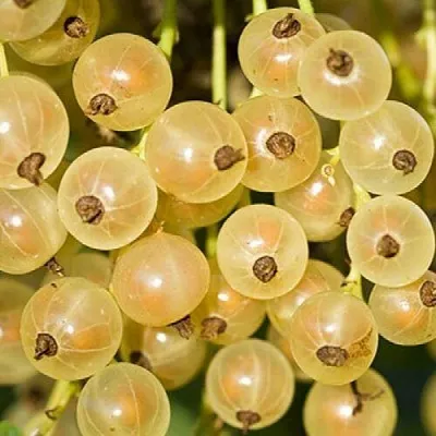 Смородина белая СМОЛЬЯНИНОВСКАЯ  Смородина белая СМОЛЬЯНИНОВСКАЯ в Ставрополе