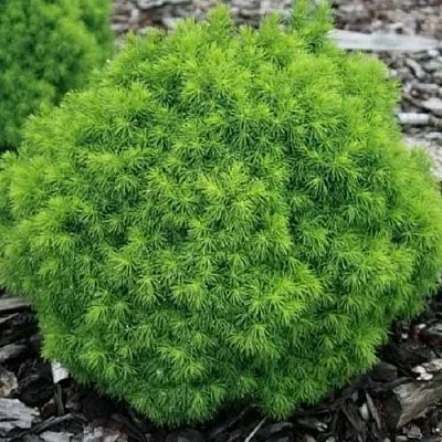 Ель АЛЬБЕРТА ГЛОБ сизая в Ставрополе