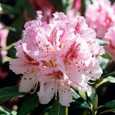 Рододендрон ЧИР в Ставрополе