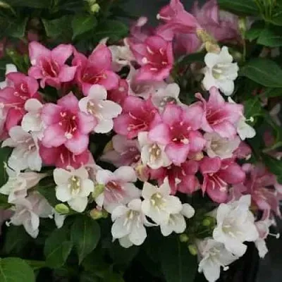 Вейгела КАРНАВАЛ  Вейгела КАРНАВАЛ в Ставрополе