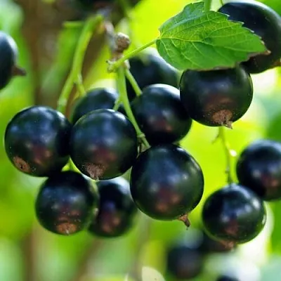 Смородина чёрная ВЕЛОЙ (ЛЕНИНГРАДСКАЯ СЛАДКАЯ)  Смородина чёрная ВЕЛОЙ (ЛЕНИНГРАДСКАЯ СЛАДКАЯ) в Ставрополе