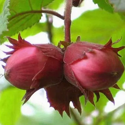 Фундук АЙВЕНГО  Фундук АЙВЕНГО в Ставрополе