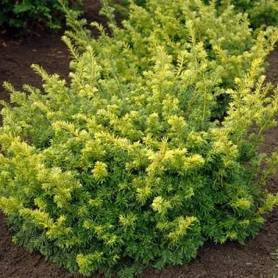 Тис ЭЛЕГАНТИССИМА ягодный в Ставрополе