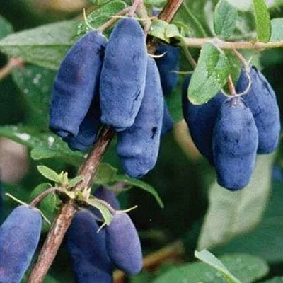 Жимолость съедобная ЛАЗУРНАЯ  Жимолость съедобная ЛАЗУРНАЯ в Ставрополе