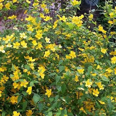 Керрия японская ГОЛДЕН ГИНЕЯ в Ставрополе