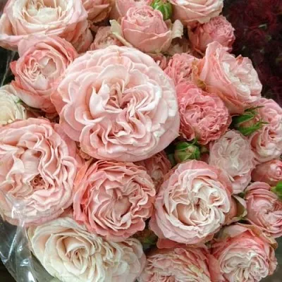 Саженцы роз МАДАМ БОМБАСТИК спрей  Саженцы роз МАДАМ БОМБАСТИК спрей в Ставрополе