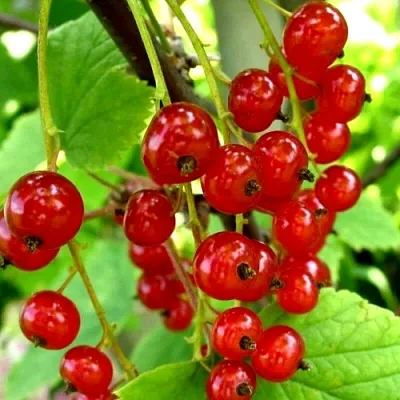 Смородина красная КОРАЛЛОВАЯ  Смородина красная КОРАЛЛОВАЯ в Ставрополе