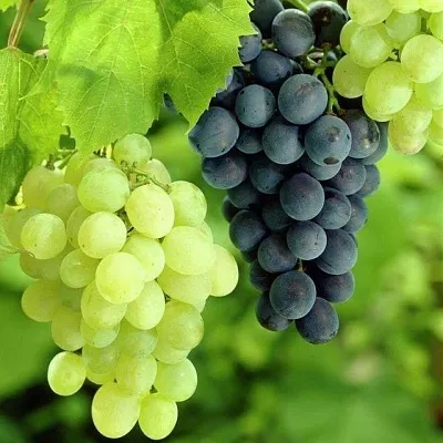 Столовый  Столовый в Ставрополе