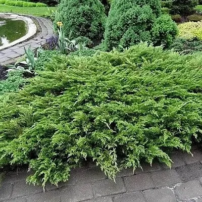 Можжевельник РОКЕРИ ДЖЕМ казацкий  Можжевельник РОКЕРИ ДЖЕМ казацкий в Ставрополе