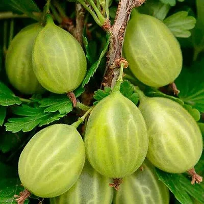 Крыжовник УРАЛЬСКИЙ ИЗУМРУД в Ставрополе