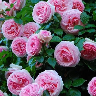 Саженцы роз ПЬЕР ДЕ РОНСАР плетистая  Саженцы роз ПЬЕР ДЕ РОНСАР плетистая в Ставрополе