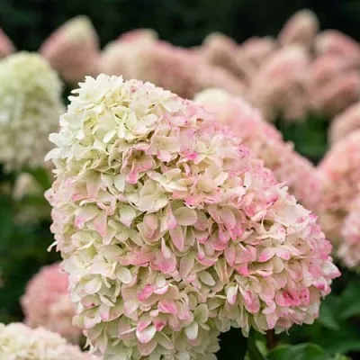 Гортензия САММЕР ЛАВ метельчатая  Гортензия САММЕР ЛАВ метельчатая в Ставрополе