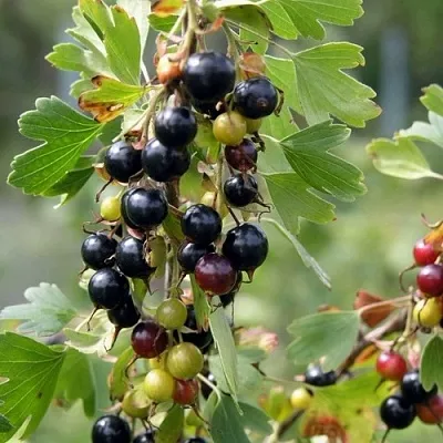 Смородина золотистая ПЛОТНОМЯСАЯ  Смородина золотистая ПЛОТНОМЯСАЯ в Ставрополе