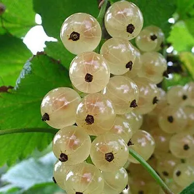 Смородина белая ЮТЕРБОРГСКАЯ  Смородина белая ЮТЕРБОРГСКАЯ в Ставрополе