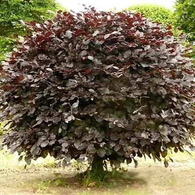 Бук лесной АТРОПУНИЦЕА  Бук лесной АТРОПУНИЦЕА в Ставрополе