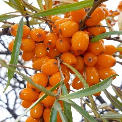 Облепиха КОСТЕР в Ставрополе