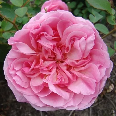 Саженцы роз ХАЙДИ ХОЛЛ английская  Саженцы роз ХАЙДИ ХОЛЛ английская в Ставрополе