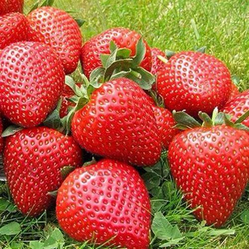 Клубника ЭЛИАНЕ в Ставрополе