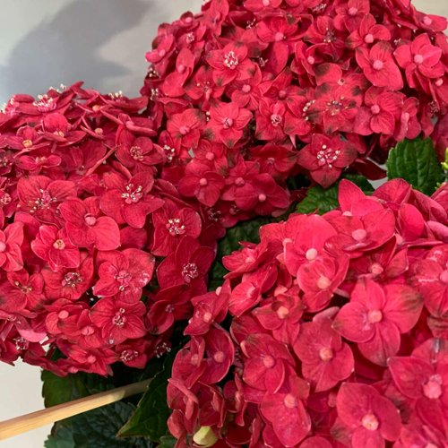 Гортензия ЭНДЛЕСС САММЕР ЛАВ крупнолистная в Ставрополе