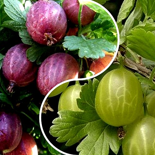 Комплект РЕДКИЙ СЧАСТЛИВЧИК в Ставрополе