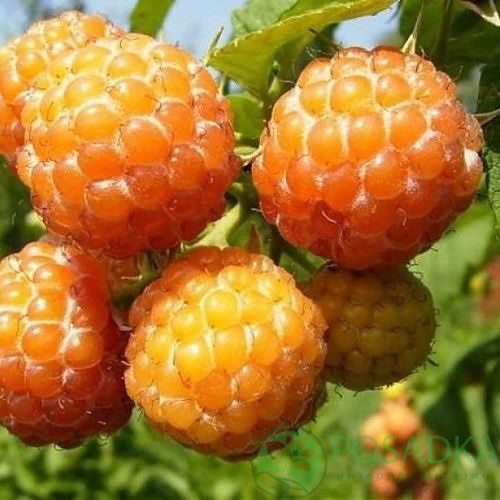Малина КУМБЕРЛЕНД желтая в Ставрополе