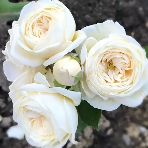Роза АРТЕМИС шраб в Ставрополе