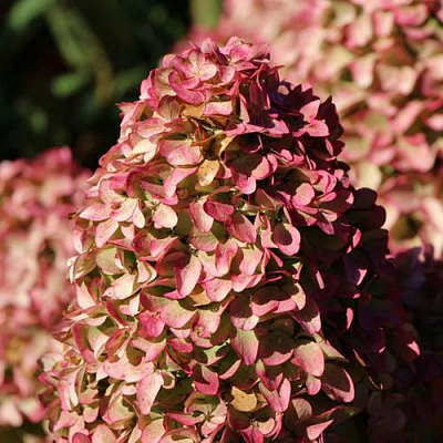 Мэджикал в Ставрополе