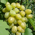 Виноград в Ставрополе