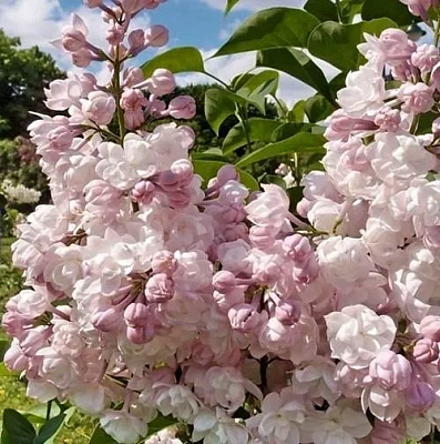 Сирень КРАСАВИЦА МОСКВЫ (привитая) в Ставрополе