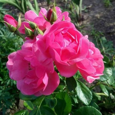Роза АНГЕЛА флорибунда в Ставрополе