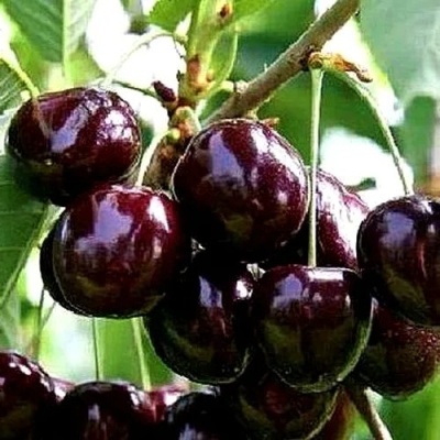 Черешня ДОНЕЦКИЙ УГОЛЁК в Ставрополе