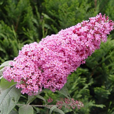 Буддлея давида ПИНК ДЕЛАЙТ в Ставрополе