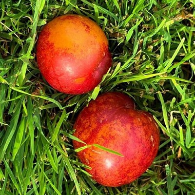Шарафуга НЕКТАРИННАЯ в Ставрополе