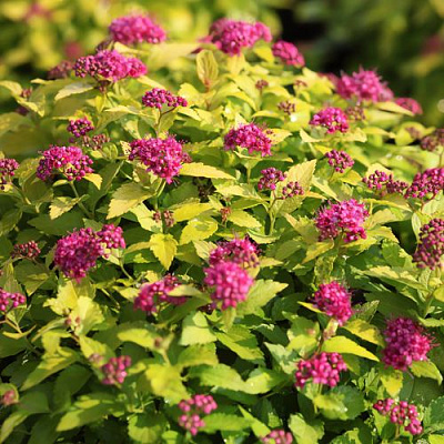 Японская в Ставрополе