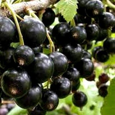 Смородина черная ОРЛОВСКИЙ ВАЛЬС в Ставрополе