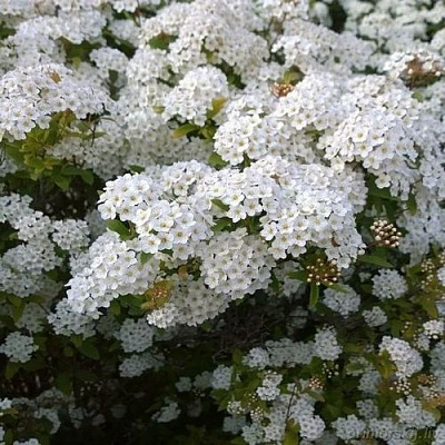 Белая в Ставрополе