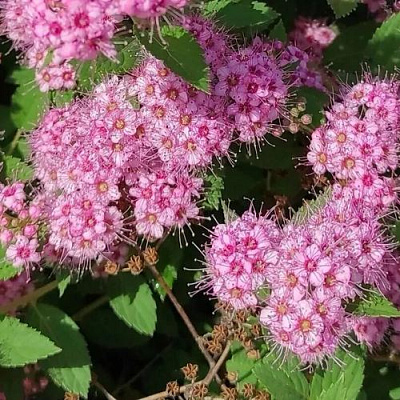 Принцесс в Ставрополе