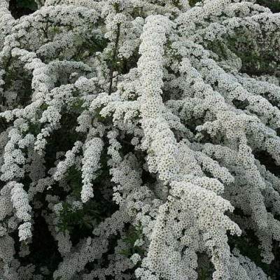 Серая в Ставрополе