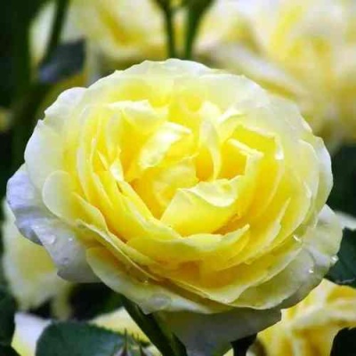 Роза КОМТЕСС ДЮ БАРИ флорибунда  в Ставрополе