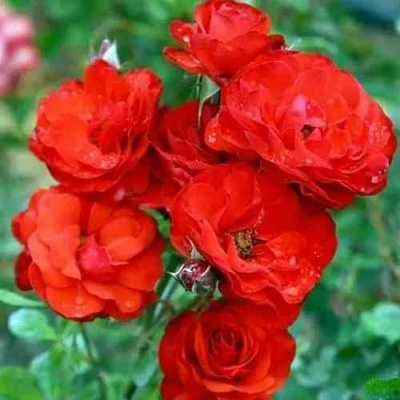 Роза ФАЙЕР КИНГ спрей  в Ставрополе