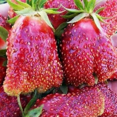 Клубника КУПЧИХА в Ставрополе
