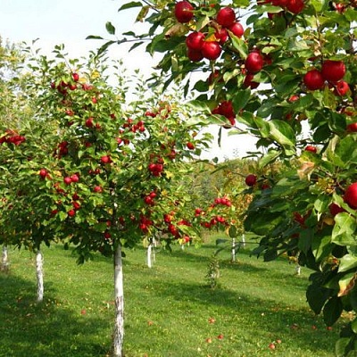 Плодовые деревья в Ставрополе