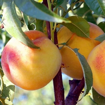 Персики в Ставрополе