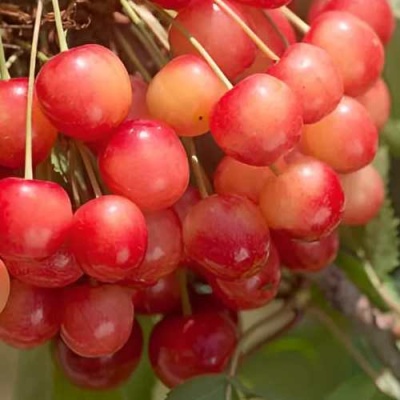 Черешня ЮЛИЯ в Ставрополе