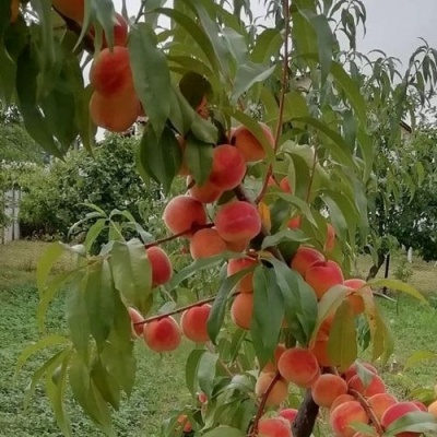 Персик ВУЛКАН в Ставрополе