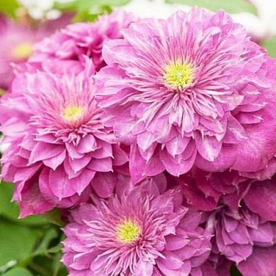 Клематис КАЙЗЕР в Ставрополе