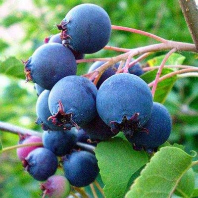 Ирга ПЕМБИНА в Ставрополе