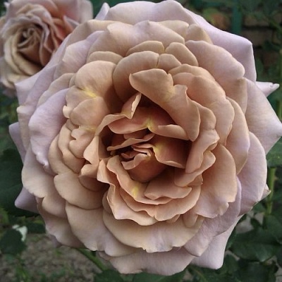 Роза КОКО ЛОКО флорибунда  в Ставрополе