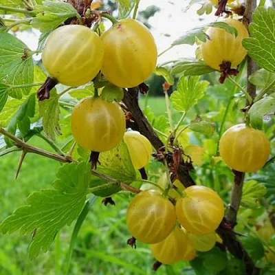 Крыжовник АЛТАЙСКИЙ в Ставрополе